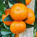 柑橘之友